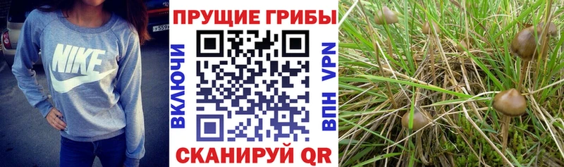 купить закладку  Иркутск  Псилоцибиновые грибы мицелий 